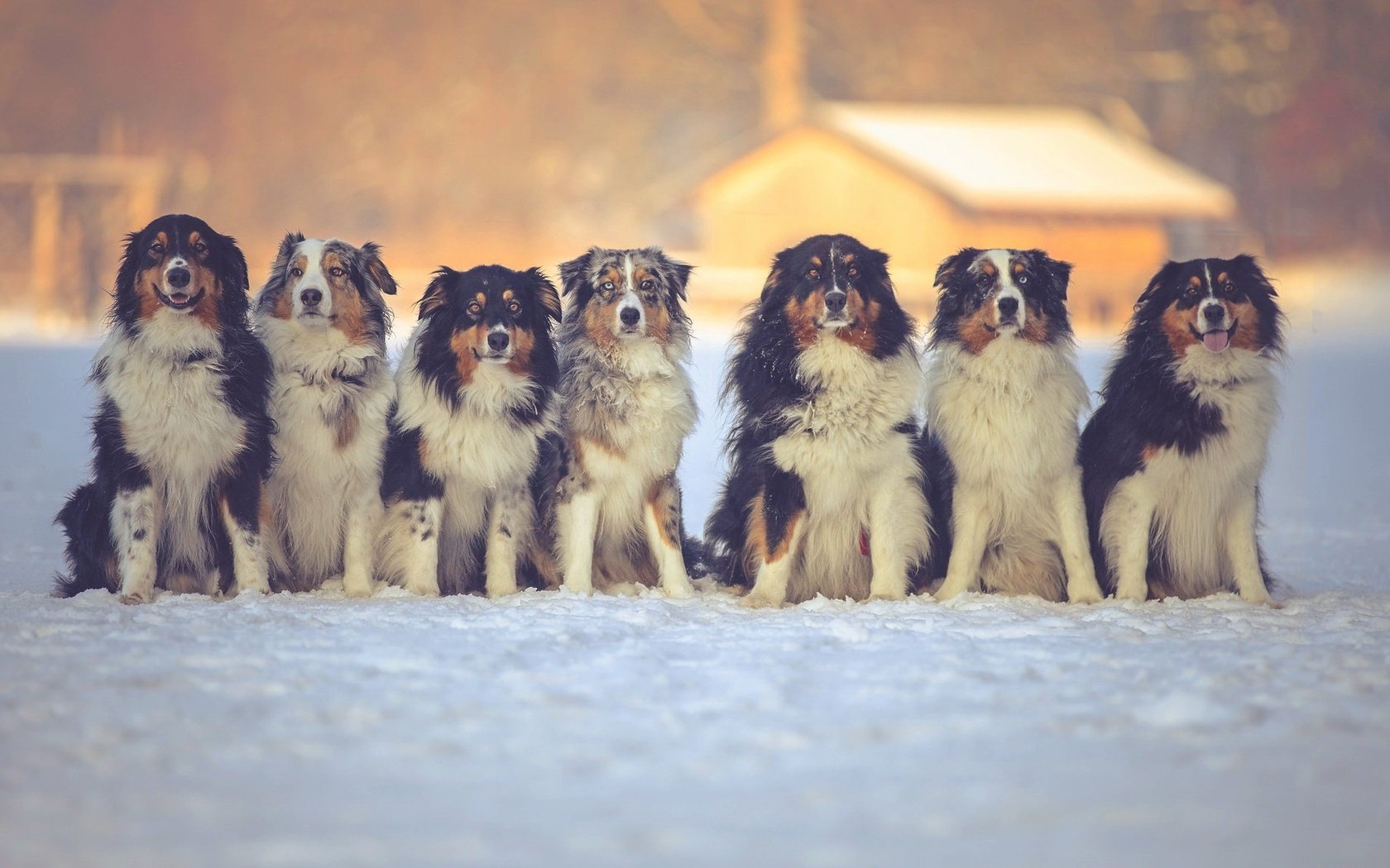 Обои снег, зима, друзья, собаки, австралийская овчарка, snow, winter, friends, dogs, australian shepherd разрешение 2048x1152 Загрузить