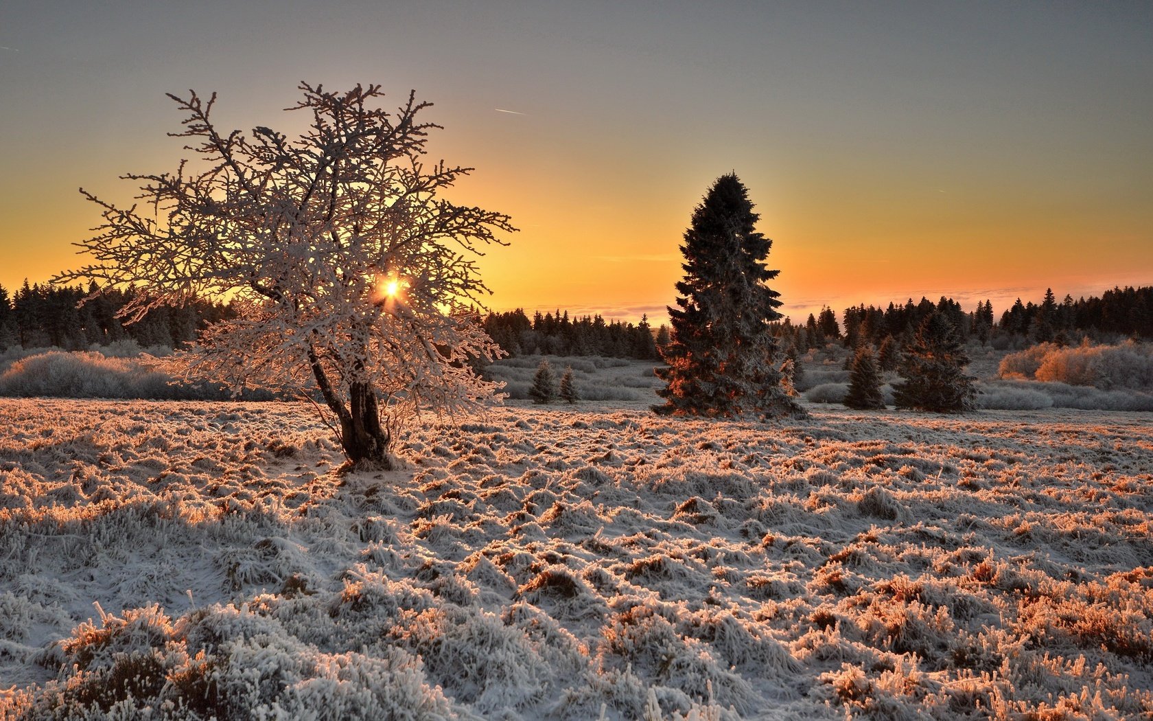 Обои свет, деревья, дерево, зима, утро, иней, light, trees, tree, winter, morning, frost разрешение 2560x1663 Загрузить