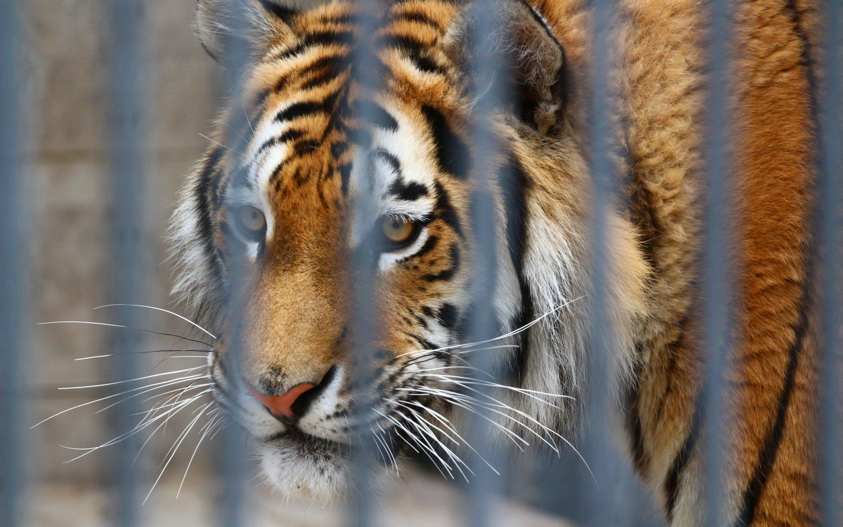 Обои тигр, глаза, морда, взгляд, хищник, клетка, зоопарк, tiger, eyes, face, look, predator, cell, zoo разрешение 1920x1280 Загрузить