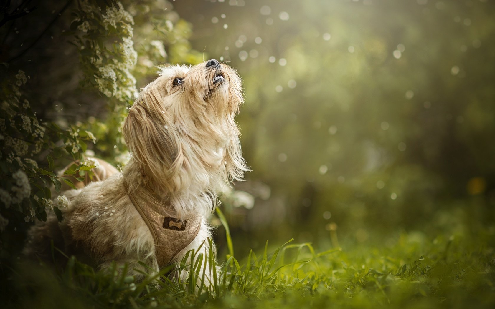 Обои трава, цветение, собака, боке, dackelpuppy, maggie, grass, flowering, dog, bokeh разрешение 2048x1353 Загрузить