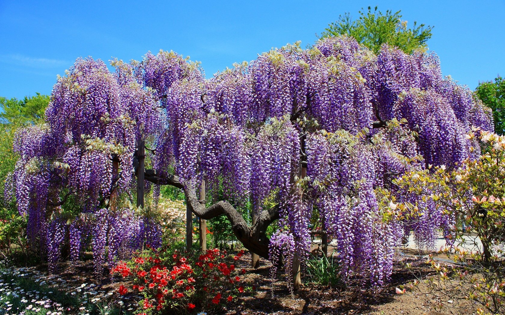 Обои деревья, цветение, парк, весна, тюльпаны, глициния, вистерия, trees, flowering, park, spring, tulips, wisteria разрешение 4000x2667 Загрузить