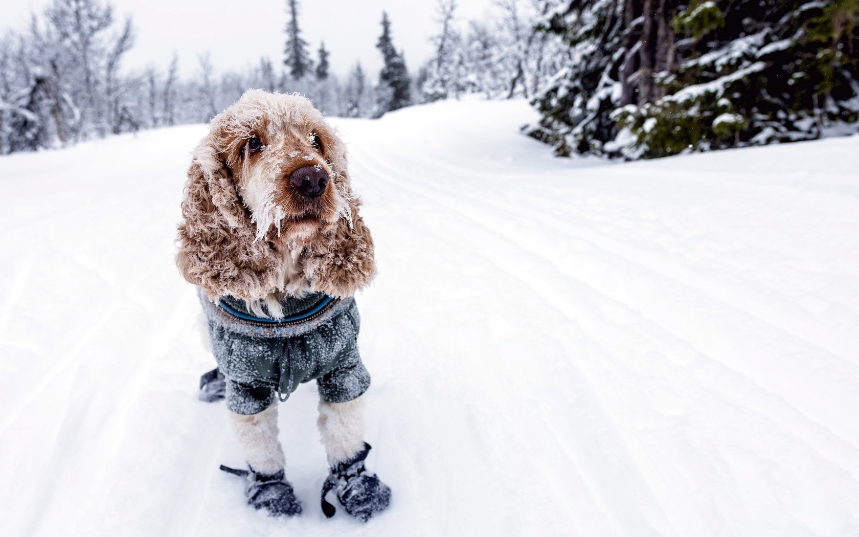 Обои снег, зима, собака, холод, спаниель, кокер-спаниель, snow, winter, dog, cold, spaniel, cocker spaniel разрешение 2048x1365 Загрузить