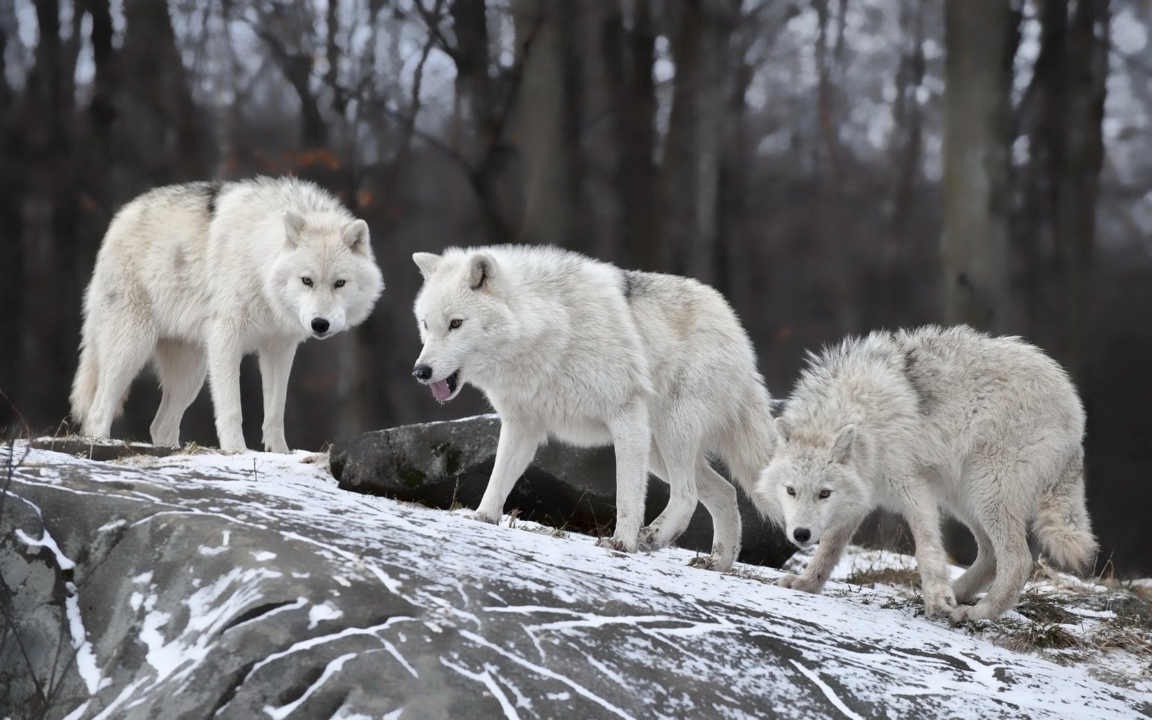 Обои зима, хищники, волки, стая, winter, predators, wolves, pack разрешение 1920x1200 Загрузить