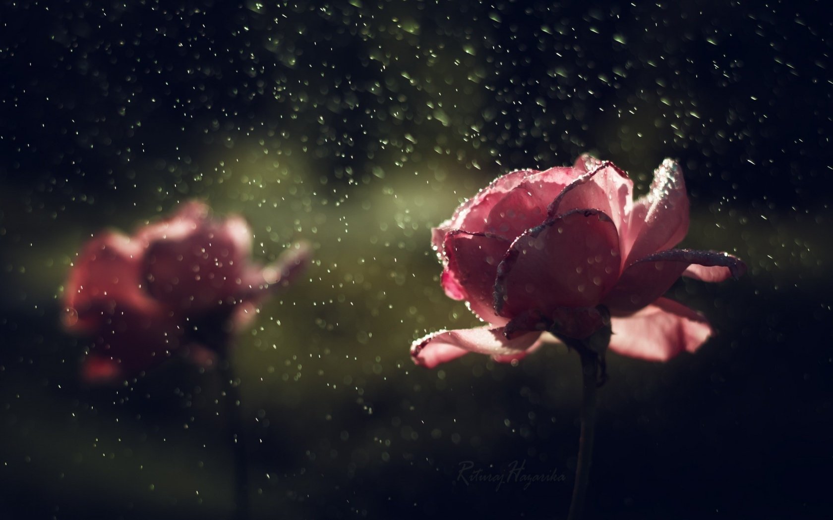 Обои цветы, капли, розы, лепестки, дождь, flowers, drops, roses, petals, rain разрешение 1920x1200 Загрузить