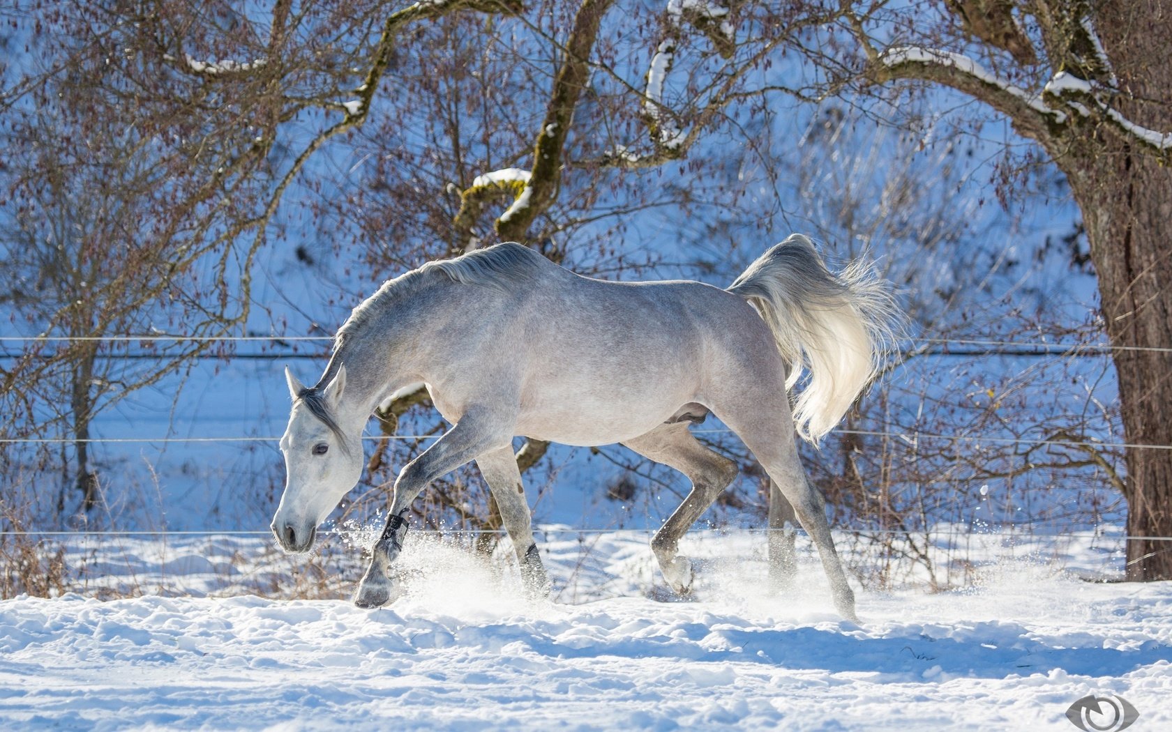 Обои лошадь, деревья, снег, зима, конь, хвост, horse, trees, snow, winter, tail разрешение 2880x1800 Загрузить