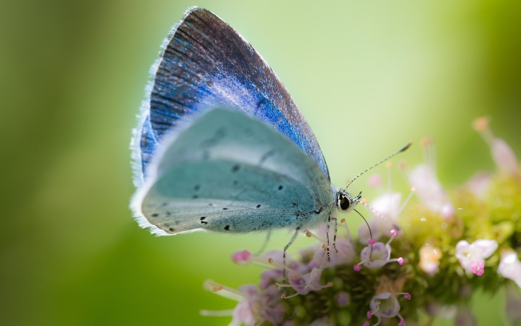 Обои макро, фон, цветок, бабочка, macro, background, flower, butterfly разрешение 1920x1200 Загрузить