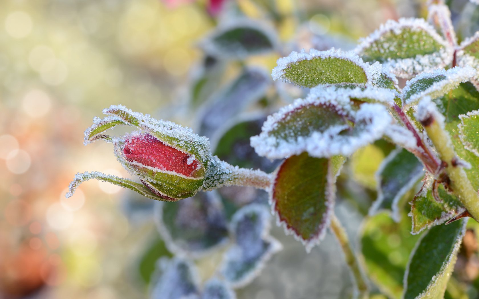 Обои снег, листья, цветок, иней, роза, бутон, snow, leaves, flower, frost, rose, bud разрешение 1920x1200 Загрузить