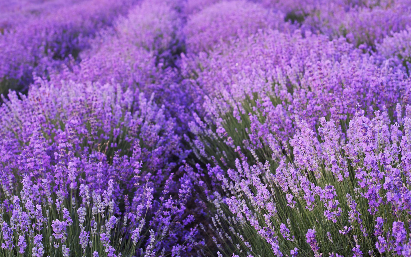 Обои цветы, поле, лаванда, flowers, field, lavender разрешение 3840x2400 Загрузить