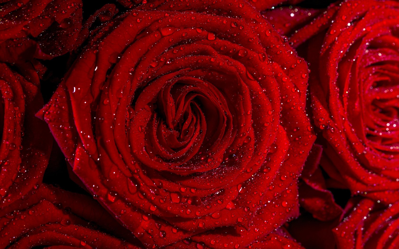 Обои цветы, роса, капли, розы, лепестки, красные, flowers, rosa, drops, roses, petals, red разрешение 3840x2400 Загрузить