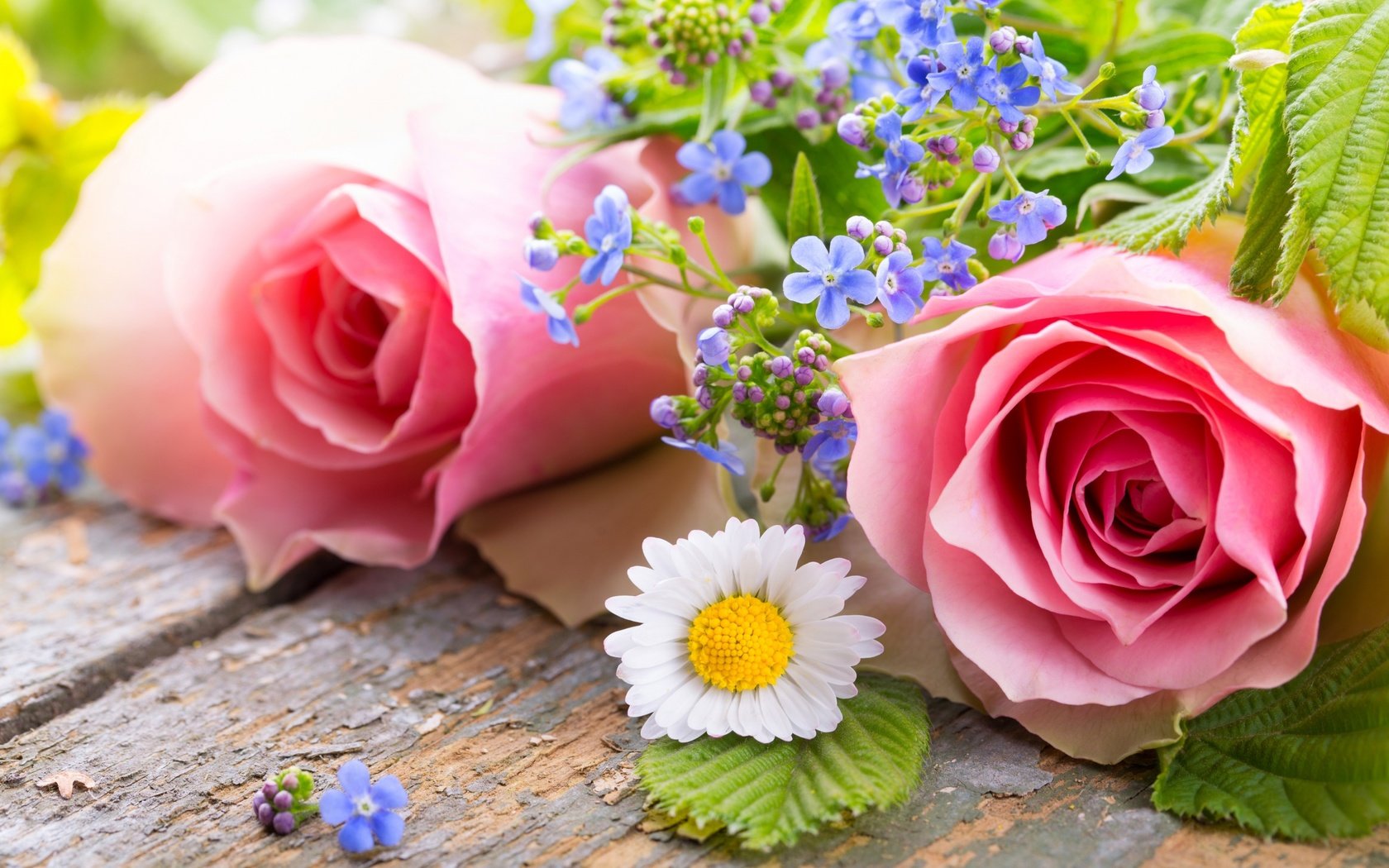 Обои цветы, бутоны, розы, лепестки, ромашка, незабудки, flowers, buds, roses, petals, daisy, forget-me-nots разрешение 2880x1800 Загрузить
