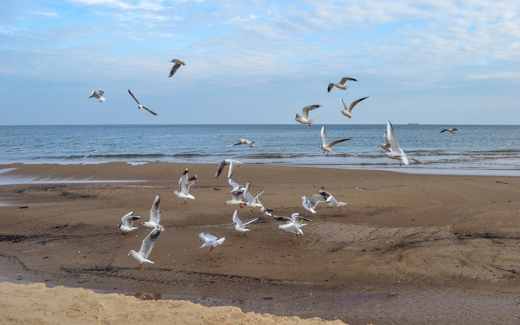 Обои море, полет, пляж, крылья, птицы, чайки, sea, flight, beach, wings, birds, seagulls разрешение 1920x1276 Загрузить