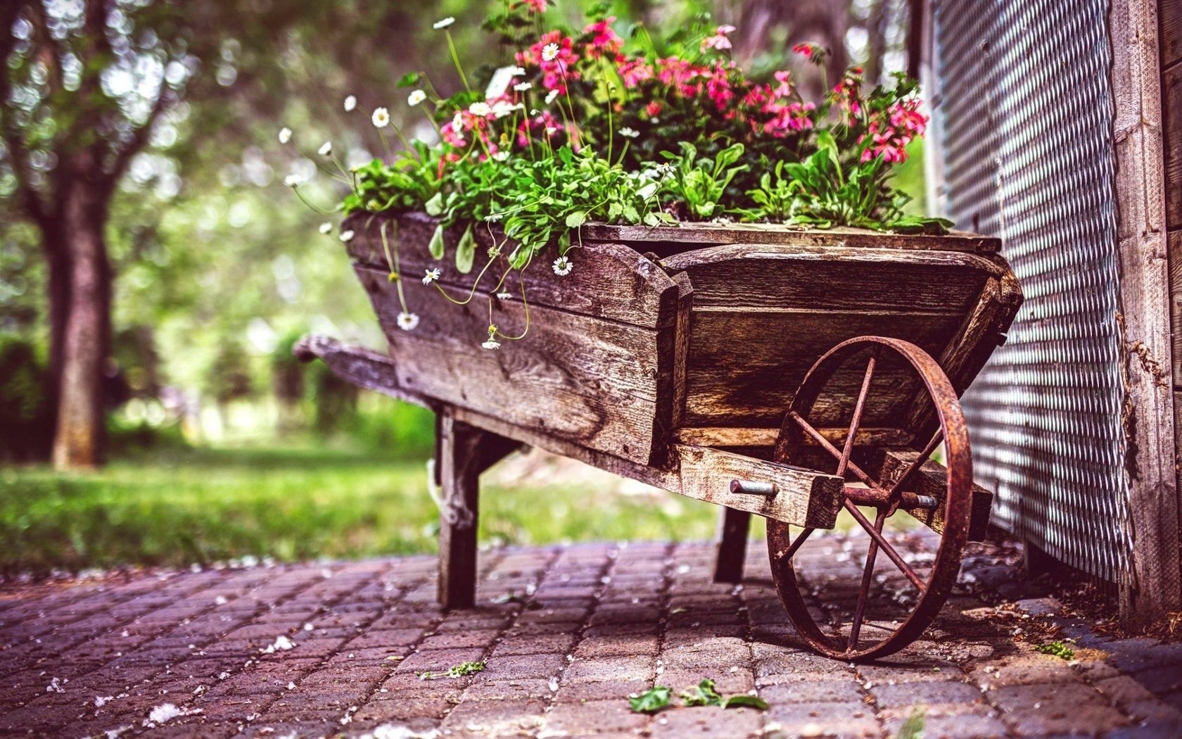 Обои цветы, сад, тележка, flowers, garden, truck разрешение 1920x1200 Загрузить