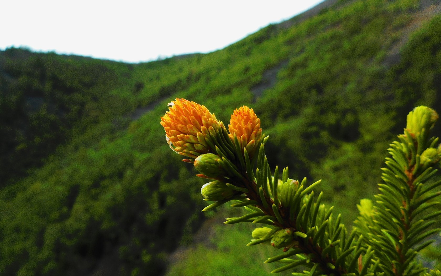 Обои ветка, природа, растения, хвоя, фон, иголки, branch, nature, plants, needles, background разрешение 3648x2736 Загрузить