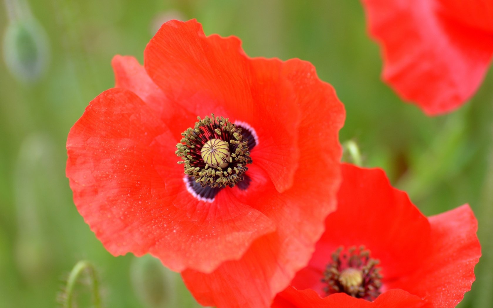 Обои цветы, макро, лепестки, маки, луг, красный мак, flowers, macro, petals, maki, meadow, red poppy разрешение 2048x1356 Загрузить