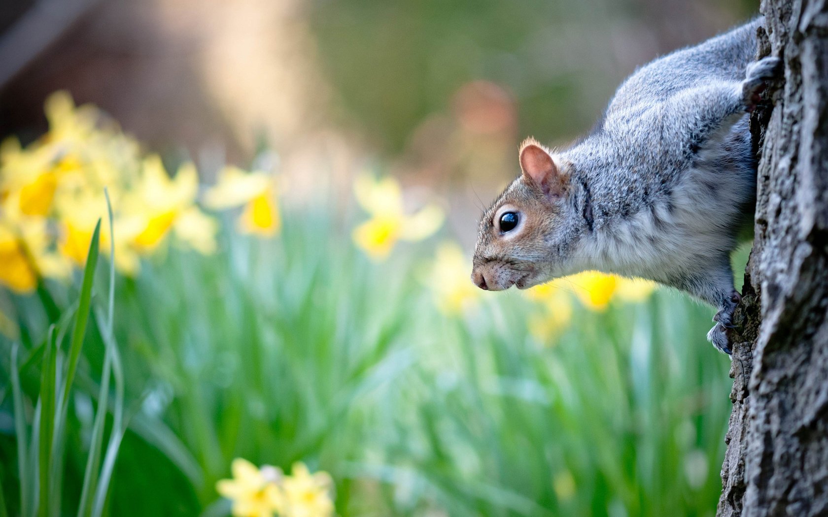 Обои цветы, природа, дерево, весна, животное, ствол, белка, нарциссы, flowers, nature, tree, spring, animal, trunk, protein, daffodils разрешение 2036x1351 Загрузить