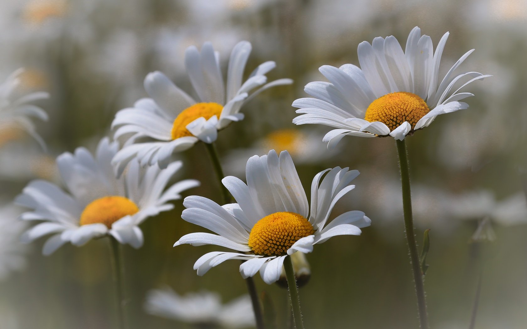 Обои цветы, природа, макро, лето, лепестки, ромашки, белые, стебли, flowers, nature, macro, summer, petals, chamomile, white, stems разрешение 5232x3558 Загрузить