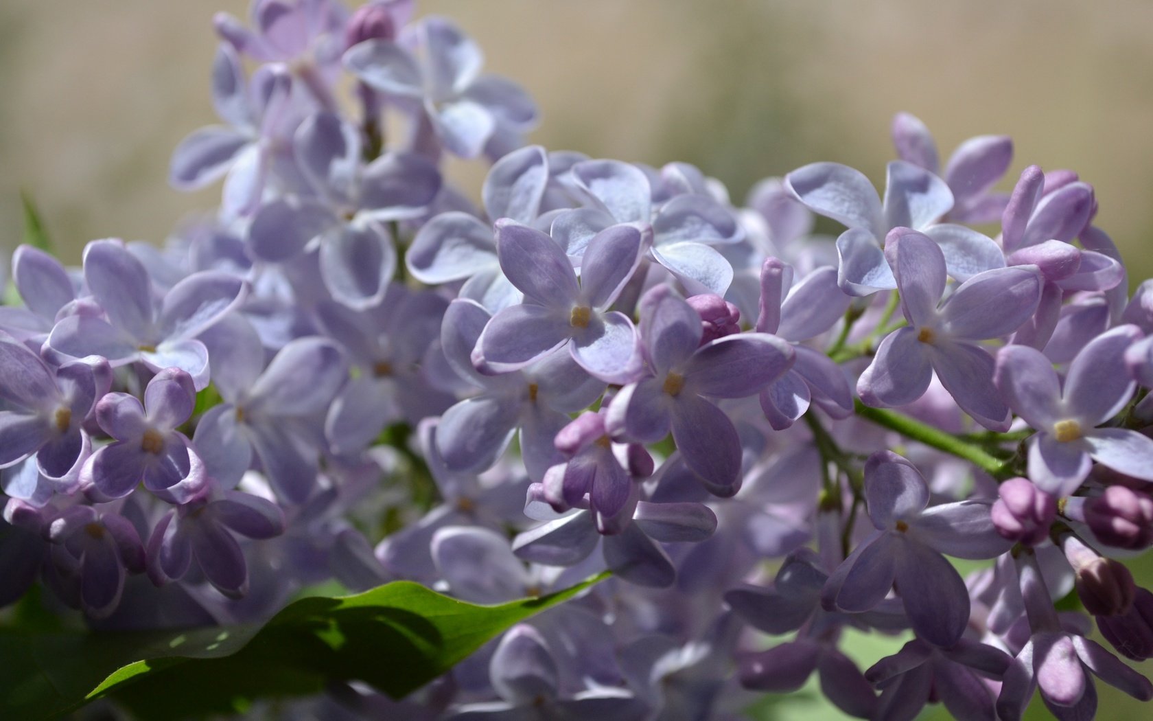 Обои цветы, цветение, весна, соцветия, сирень, flowers, flowering, spring, inflorescence, lilac разрешение 3456x2304 Загрузить