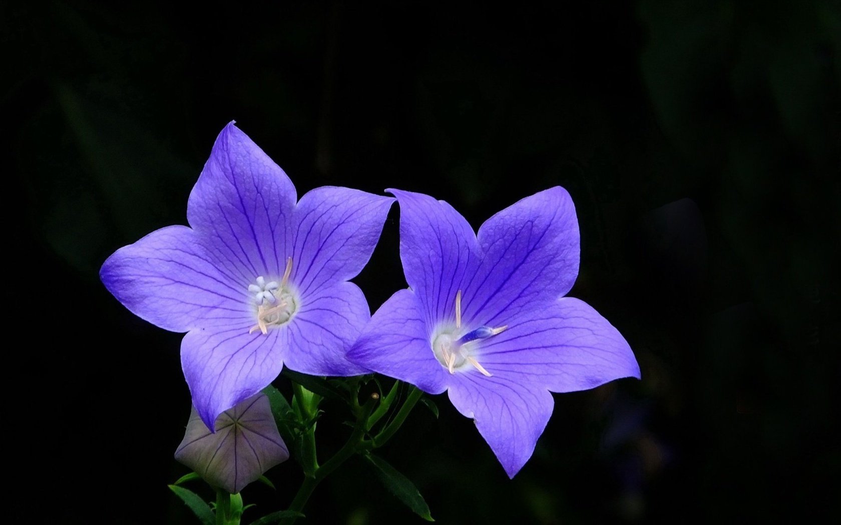 Обои цветы, черный фон, голубые, колокольчики, платикодон, flowers, black background, blue, bells разрешение 1920x1080 Загрузить