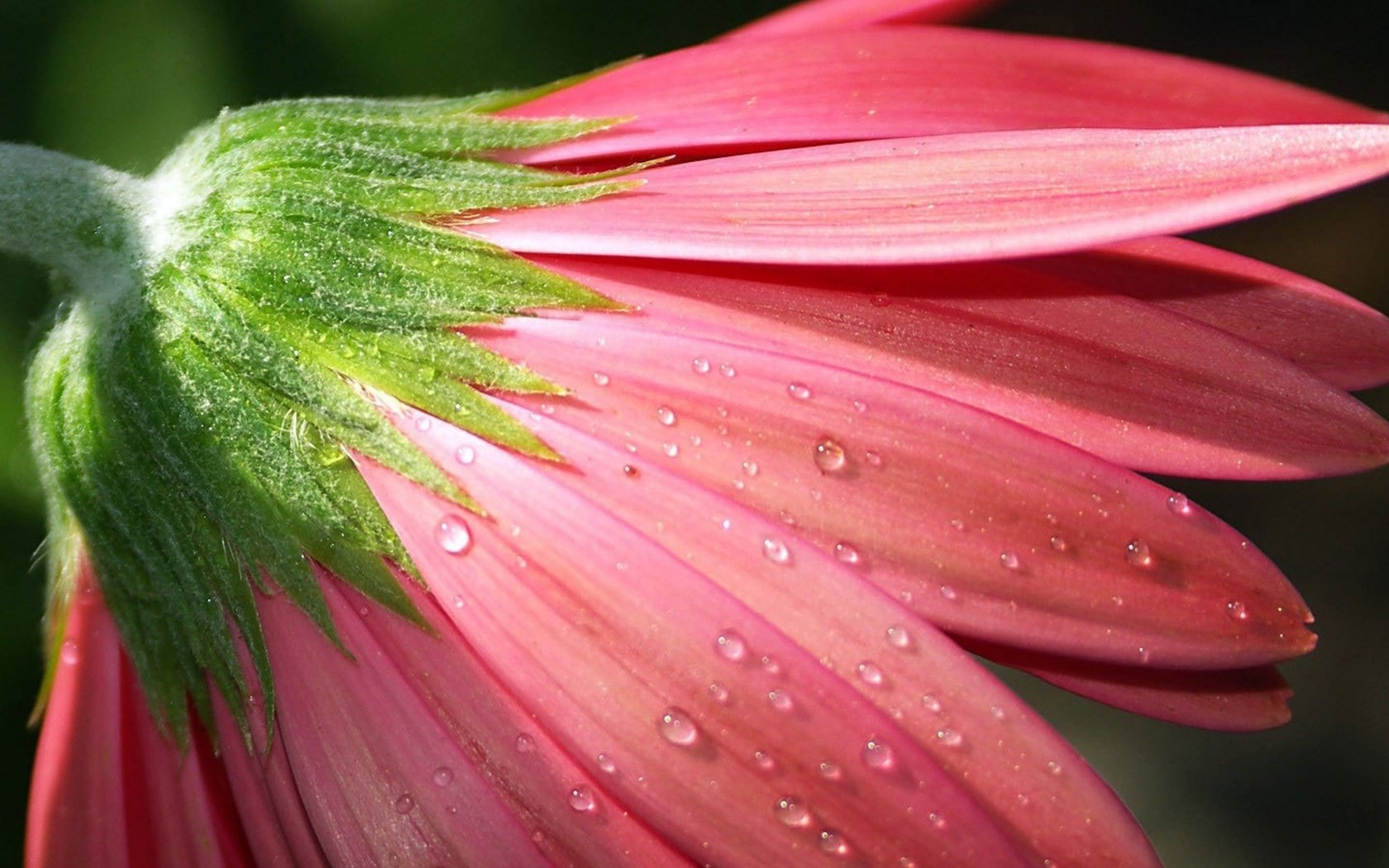 Обои цветок, роса, капли, бутон, гербера, розовый цветок, flower, rosa, drops, bud, gerbera, pink flower разрешение 3840x2160 Загрузить