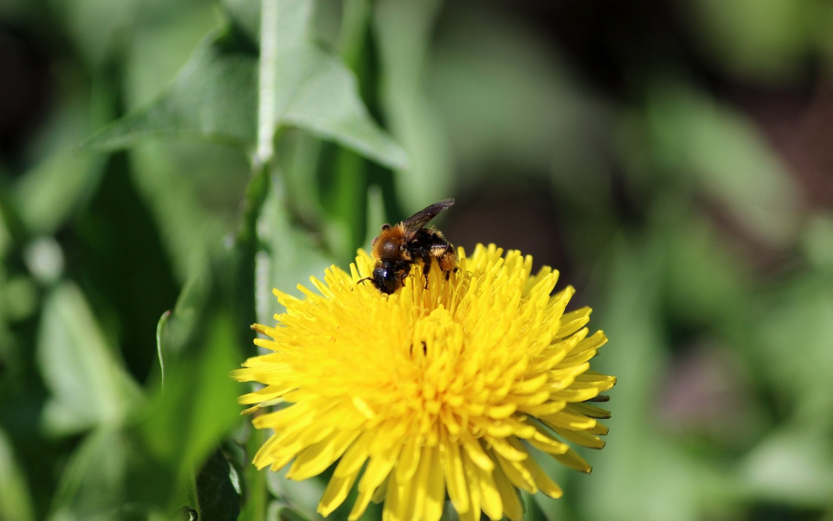 Обои зелень, насекомое, цветок, одуванчик, пчела, greens, insect, flower, dandelion, bee разрешение 5184x3456 Загрузить