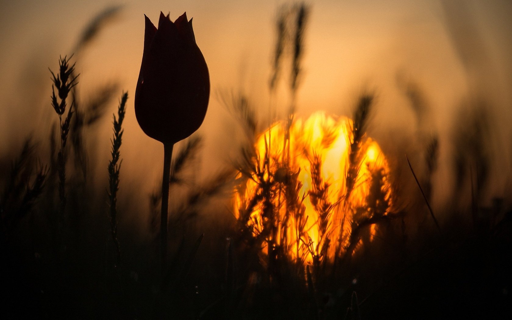 Обои трава, закат, цветок, колоски, силуэт, тюльпан, стебель, grass, sunset, flower, spikelets, silhouette, tulip, stem разрешение 1920x1280 Загрузить