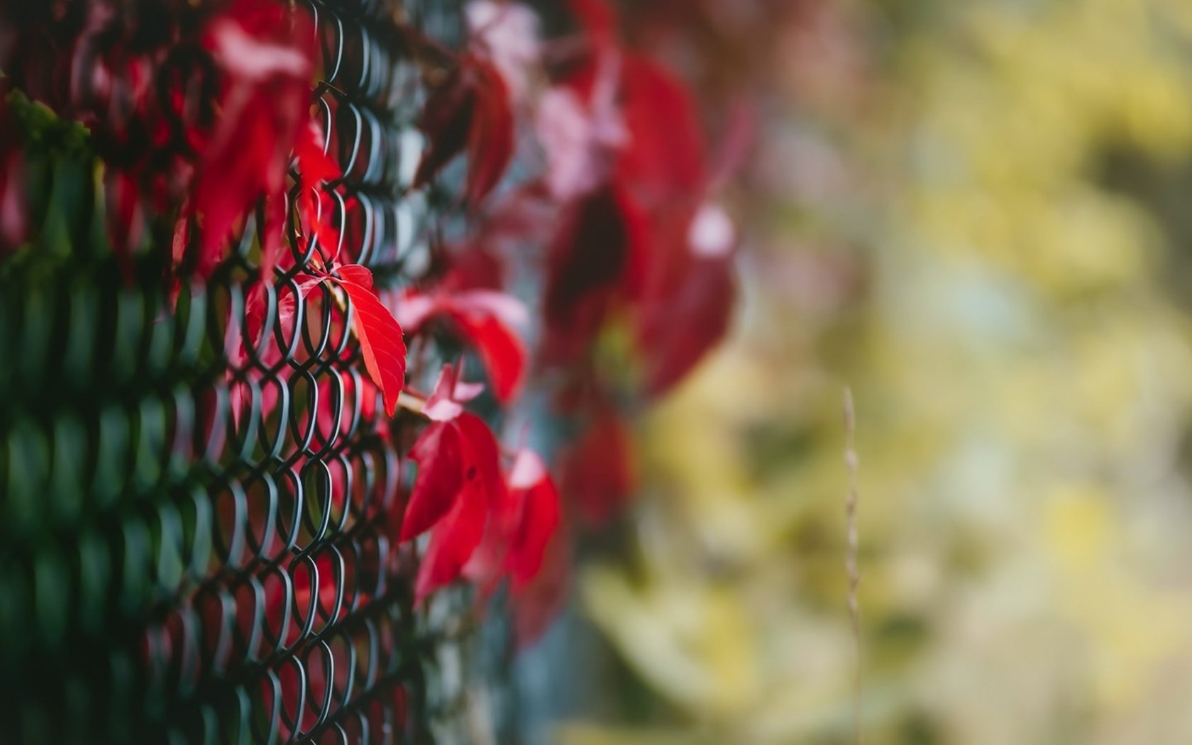 Обои листья, макро, осень, забор, сетка, leaves, macro, autumn, the fence, mesh разрешение 1920x1080 Загрузить