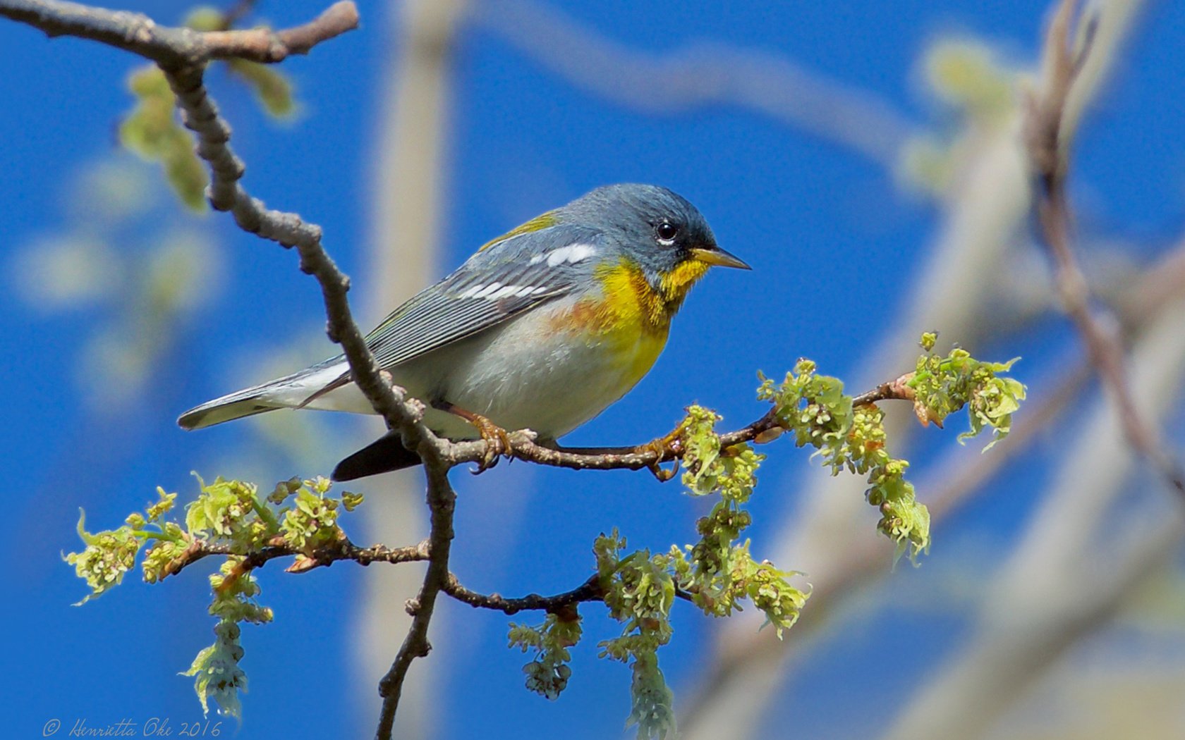 Обои ветка, птица, henrietta oke, белоглазая парула, northern parula., branch, bird, ferruginous of parul разрешение 1920x1200 Загрузить