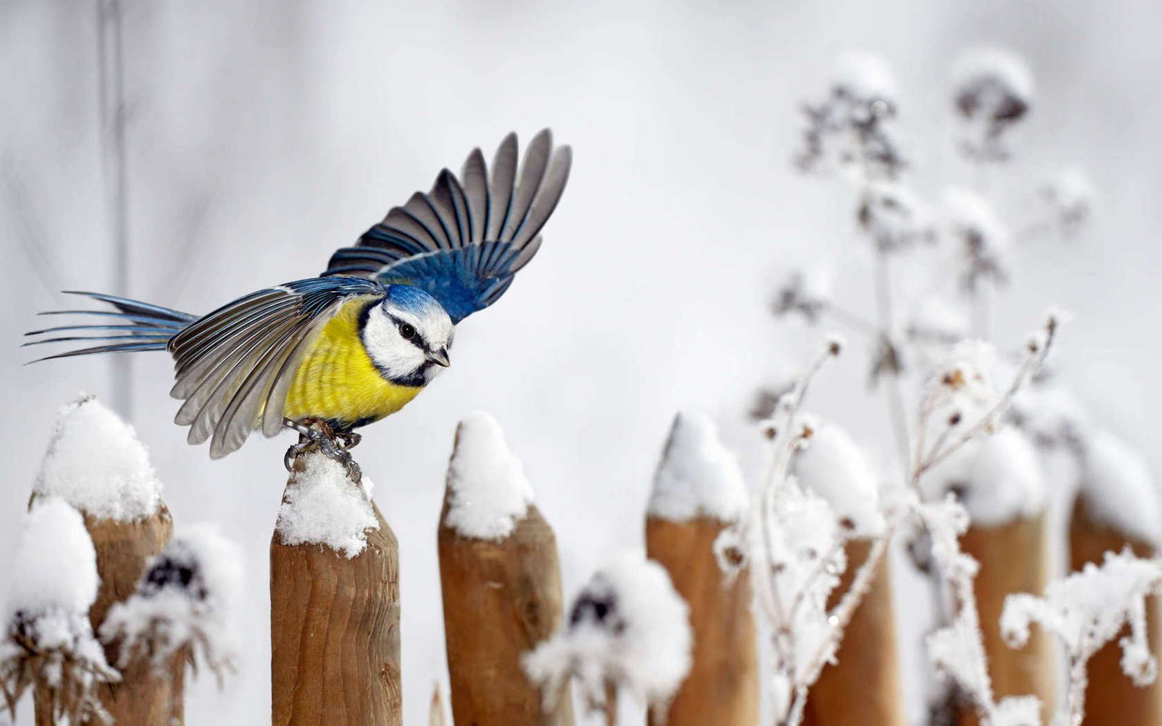 Обои снег, зима, забор, крылья, птица, синица, snow, winter, the fence, wings, bird, tit разрешение 1920x1200 Загрузить