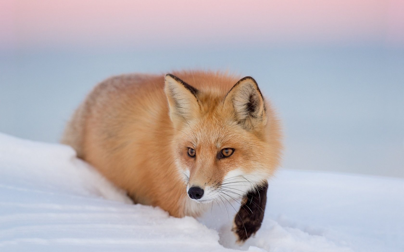 Обои глаза, снег, зима, взгляд, лиса, лисица, eyes, snow, winter, look, fox разрешение 1920x1200 Загрузить