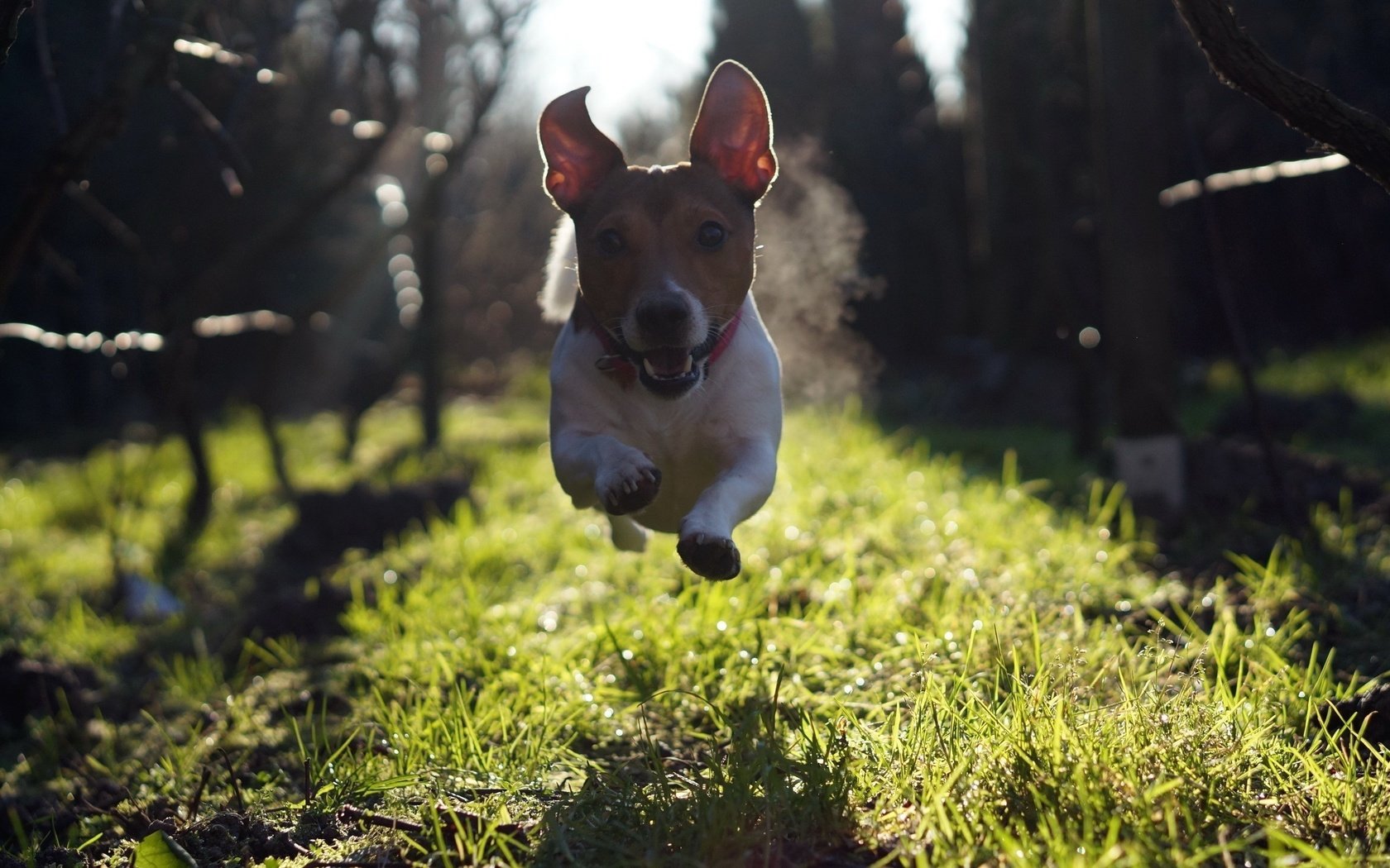 Обои трава, взгляд, собака, прыжок, бег, джек-рассел-терьер, grass, look, dog, jump, running, jack russell terrier разрешение 2560x1600 Загрузить