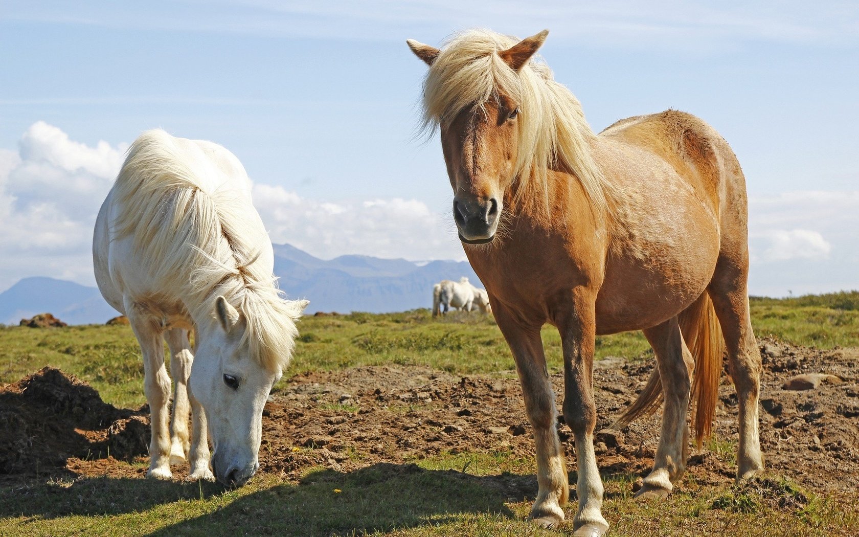 Обои трава, животные, лошади, кони, пастбище, grass, animals, horse, horses, pasture разрешение 1920x1200 Загрузить