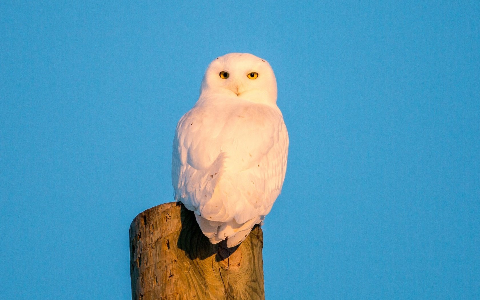 Обои небо, сова, птица, полярная сова, белая сова, the sky, owl, bird, snowy owl, white owl разрешение 2048x1365 Загрузить