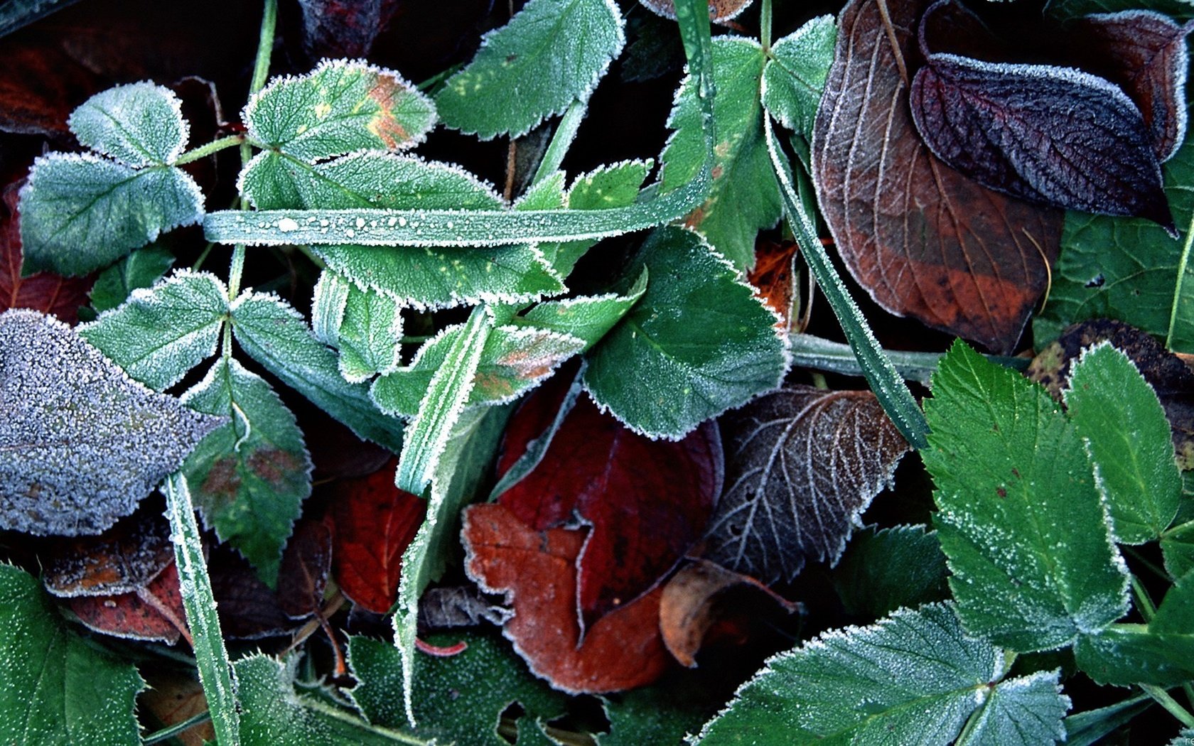 Обои трава, листья, макро, листва, иней, осень, grass, leaves, macro, foliage, frost, autumn разрешение 1920x1080 Загрузить