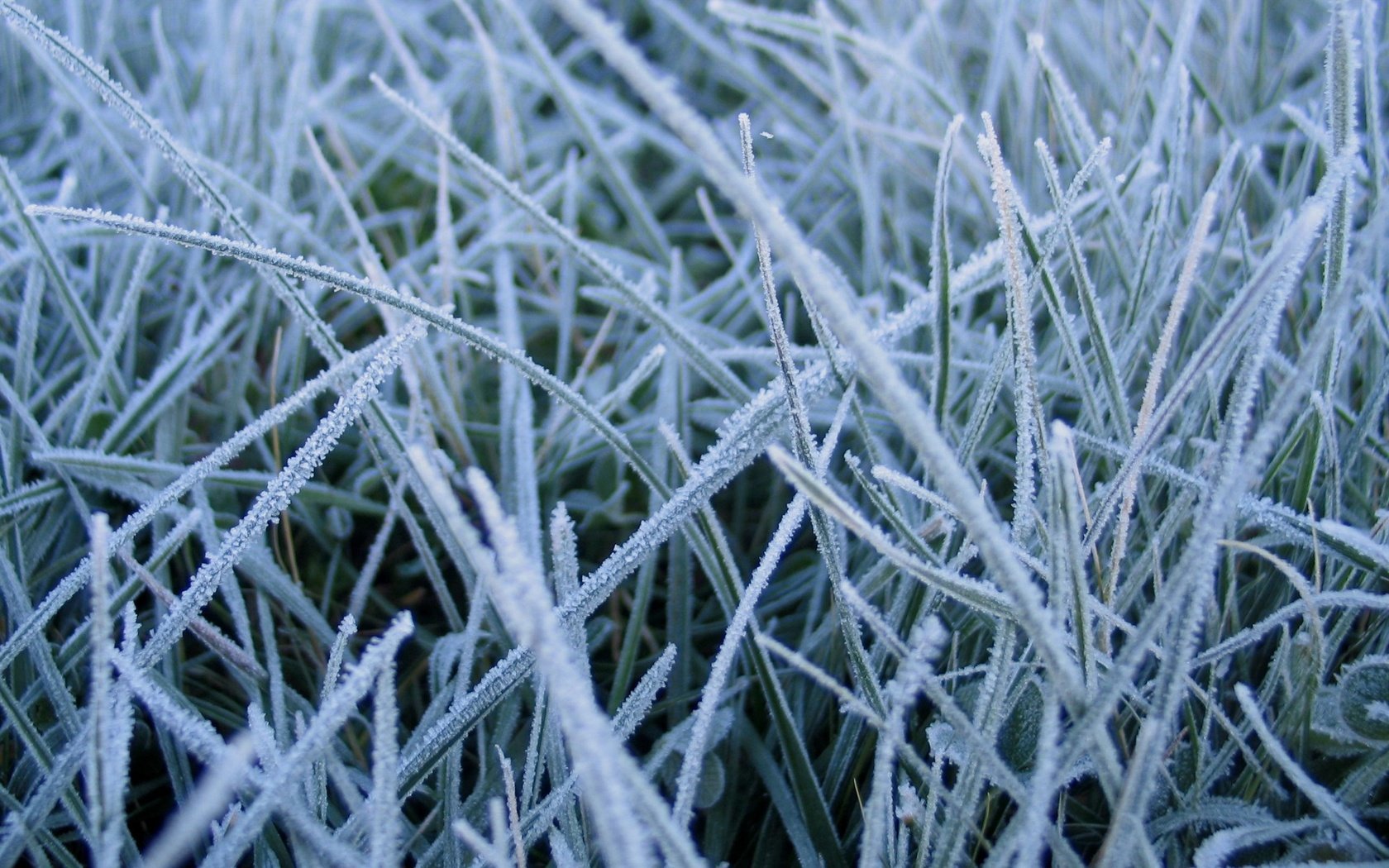 Обои трава, природа, макро, иней, grass, nature, macro, frost разрешение 2560x1600 Загрузить