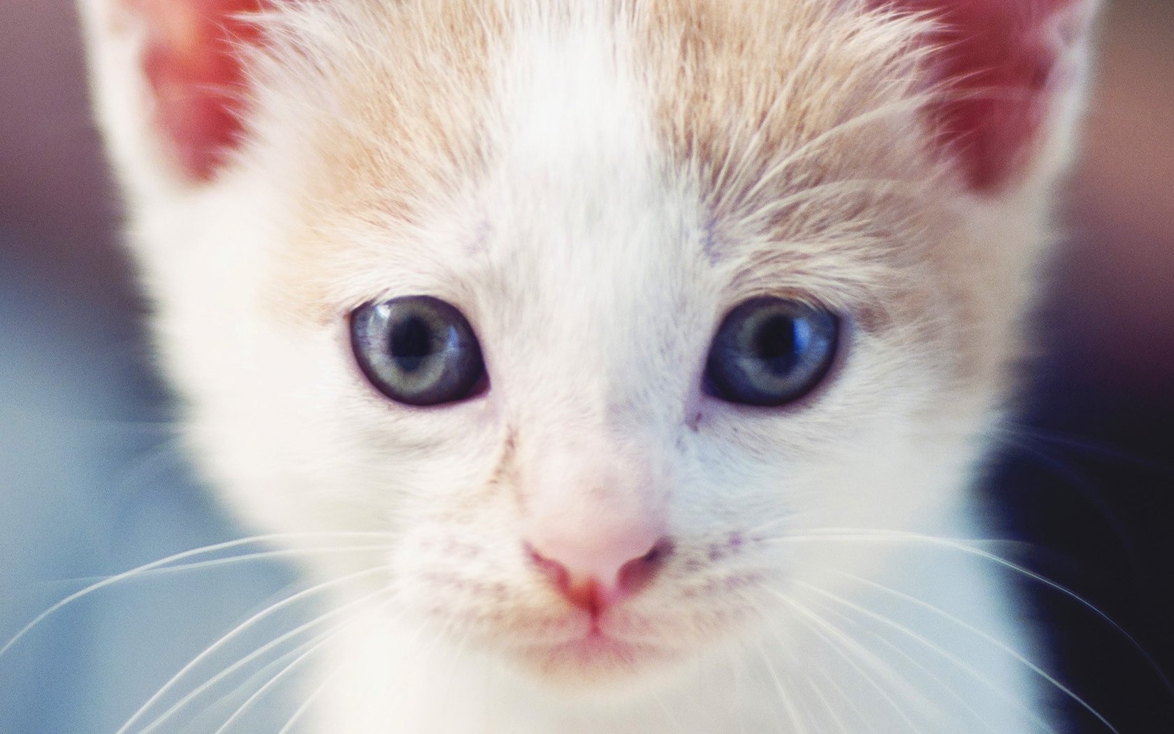 Обои глаза, фон, мордочка, усы, кошка, взгляд, котенок, eyes, background, muzzle, mustache, cat, look, kitty разрешение 1920x1080 Загрузить