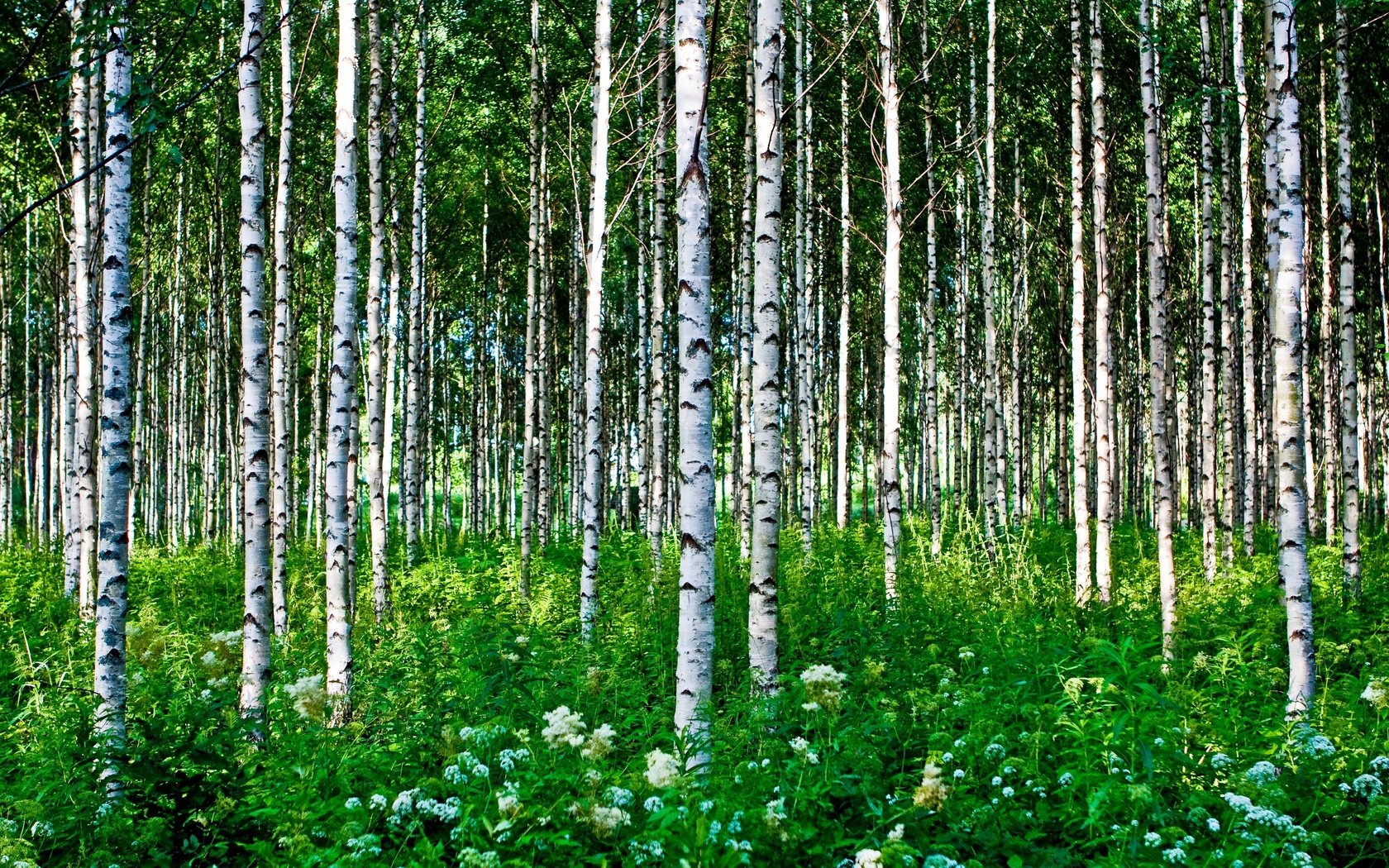 Обои цветы, трава, деревья, лес, березы, лето, березки, flowers, grass, trees, forest, birch, summer разрешение 3888x2592 Загрузить