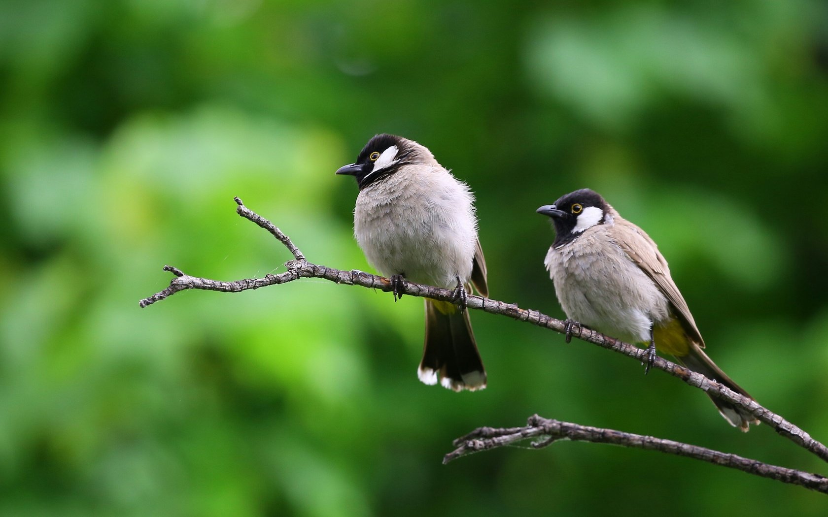 Обои природа, ветки, птицы, клюв, воробей, nature, branches, birds, beak, sparrow разрешение 3849x2544 Загрузить