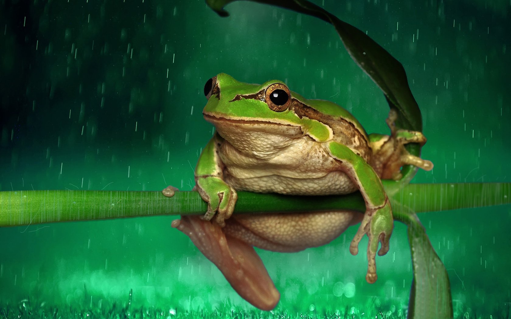 Обои лягушка, дождь, растение, стебель, капли дождя, frog, rain, plant, stem, raindrops разрешение 1920x1200 Загрузить