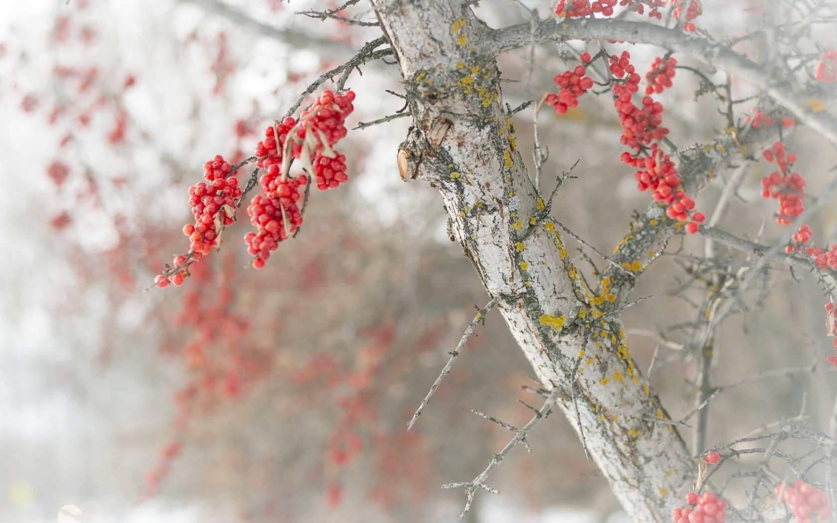 Обои природа, дерево, зима, ветки, размытость, ягоды, nature, tree, winter, branches, blur, berries разрешение 1920x1200 Загрузить