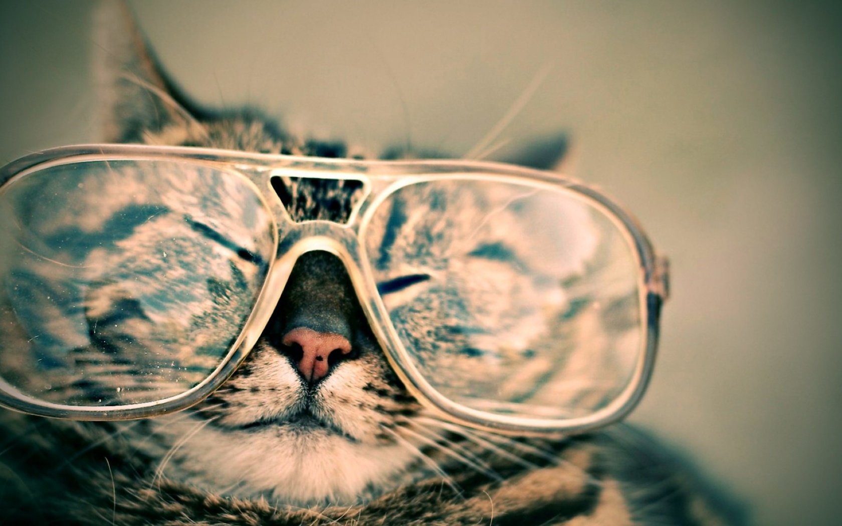 Обои кот, мордочка, усы, кошка, взгляд, очки, закрытые глаза, cat, muzzle, mustache, look, glasses, closed eyes разрешение 2560x1440 Загрузить