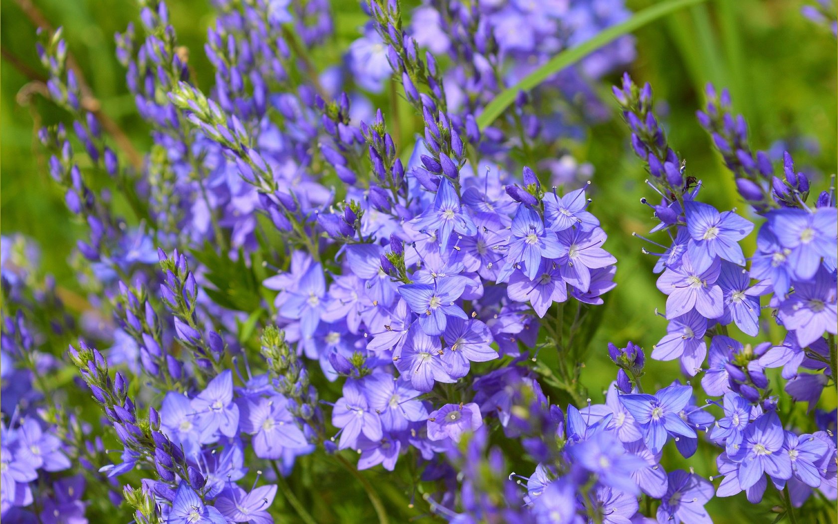 Обои цветы, лепестки, весна, стебли, вероника, flowers, petals, spring, stems, veronica разрешение 3004x1905 Загрузить