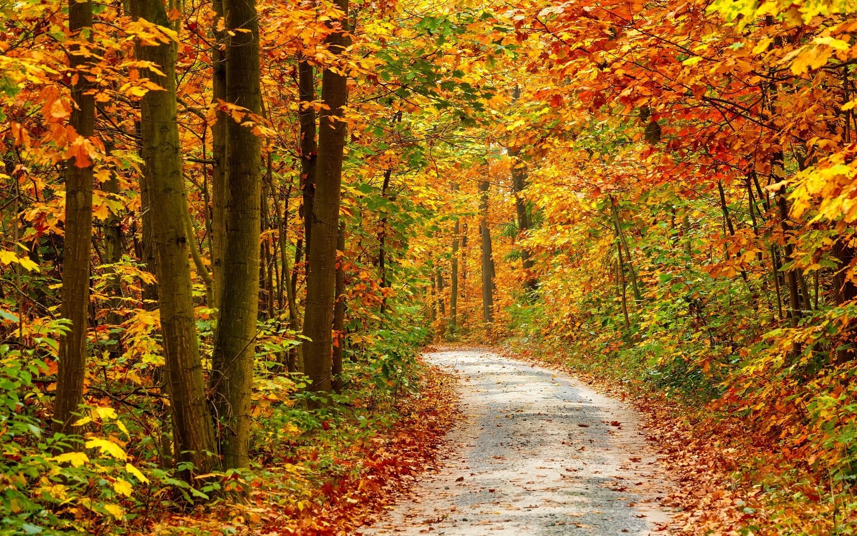 Обои дорога, деревья, природа, осень, road, trees, nature, autumn разрешение 2880x1800 Загрузить