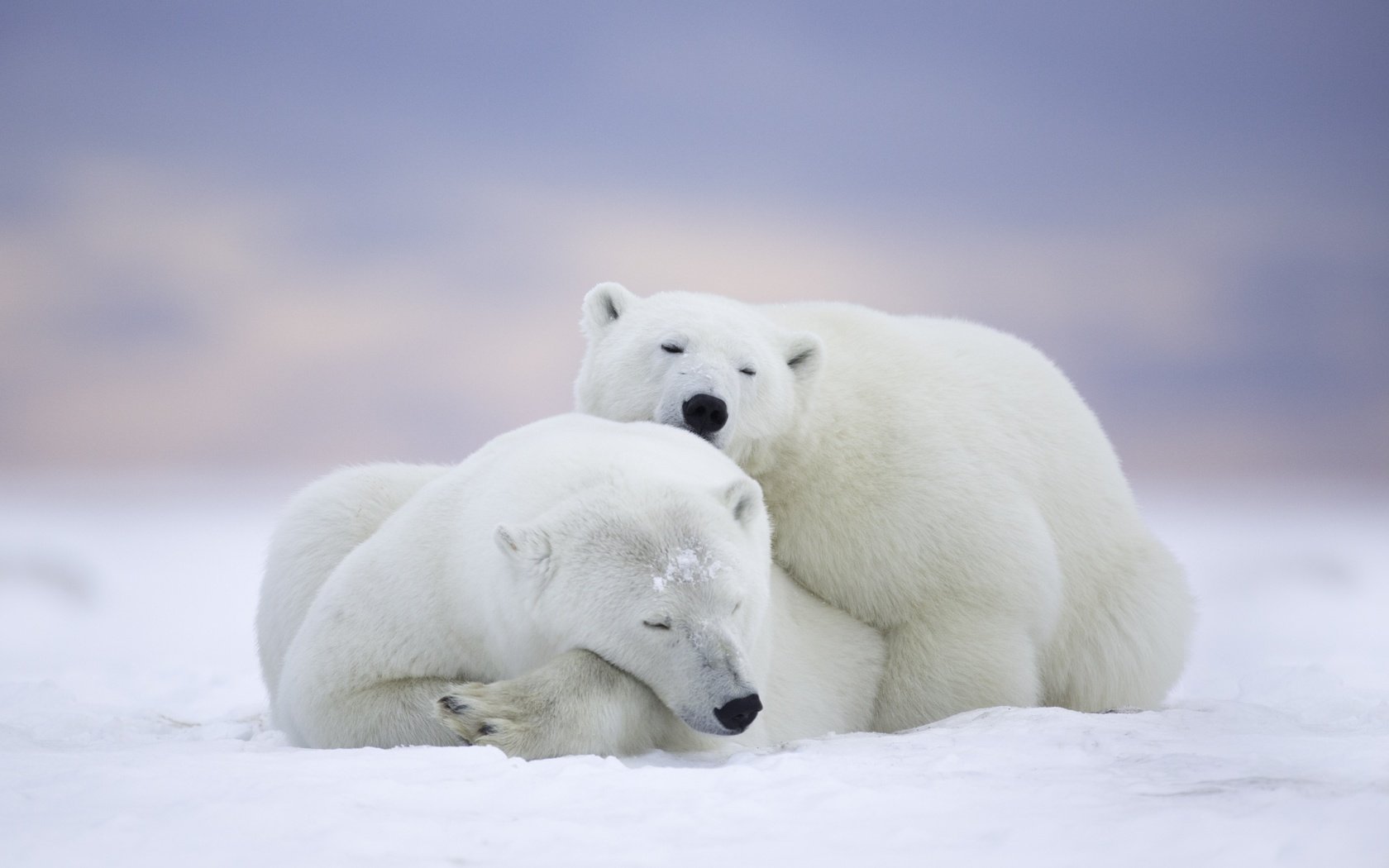 Обои снег, белый медведь, арктика, природа, полярные льды, зима, животные, полярный медведь, пара, хищники, медведи, snow, arctic, nature, winter, animals, polar bear, pair, predators, bears разрешение 5433x3622 Загрузить