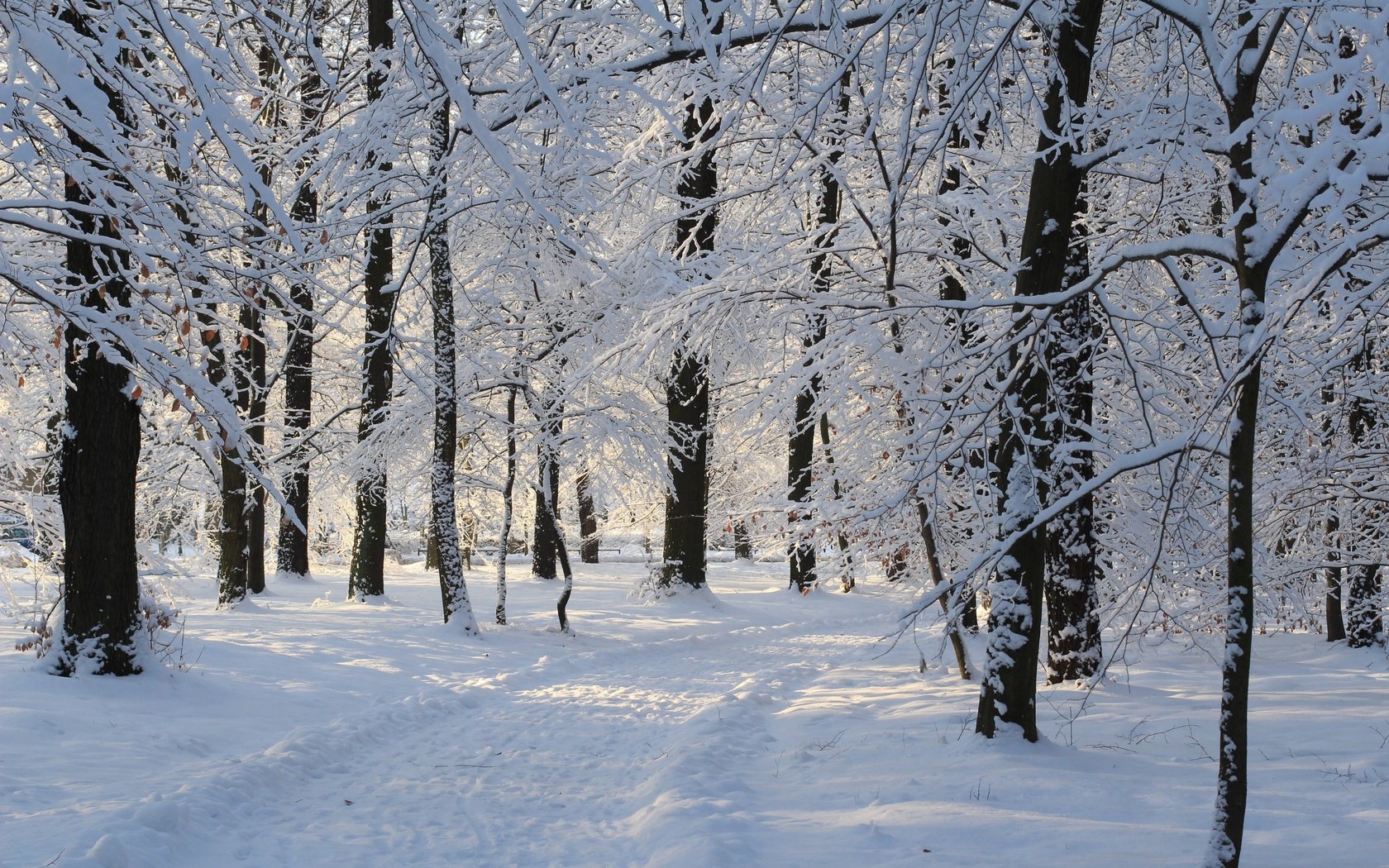 Обои деревья, снег, зима, парк, дорожка, ветки, иней, trees, snow, winter, park, track, branches, frost разрешение 2880x1800 Загрузить