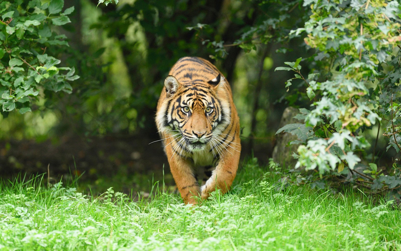 Обои тигр, морда, трава, взгляд, хищник, большая кошка, tiger, face, grass, look, predator, big cat разрешение 1920x1200 Загрузить