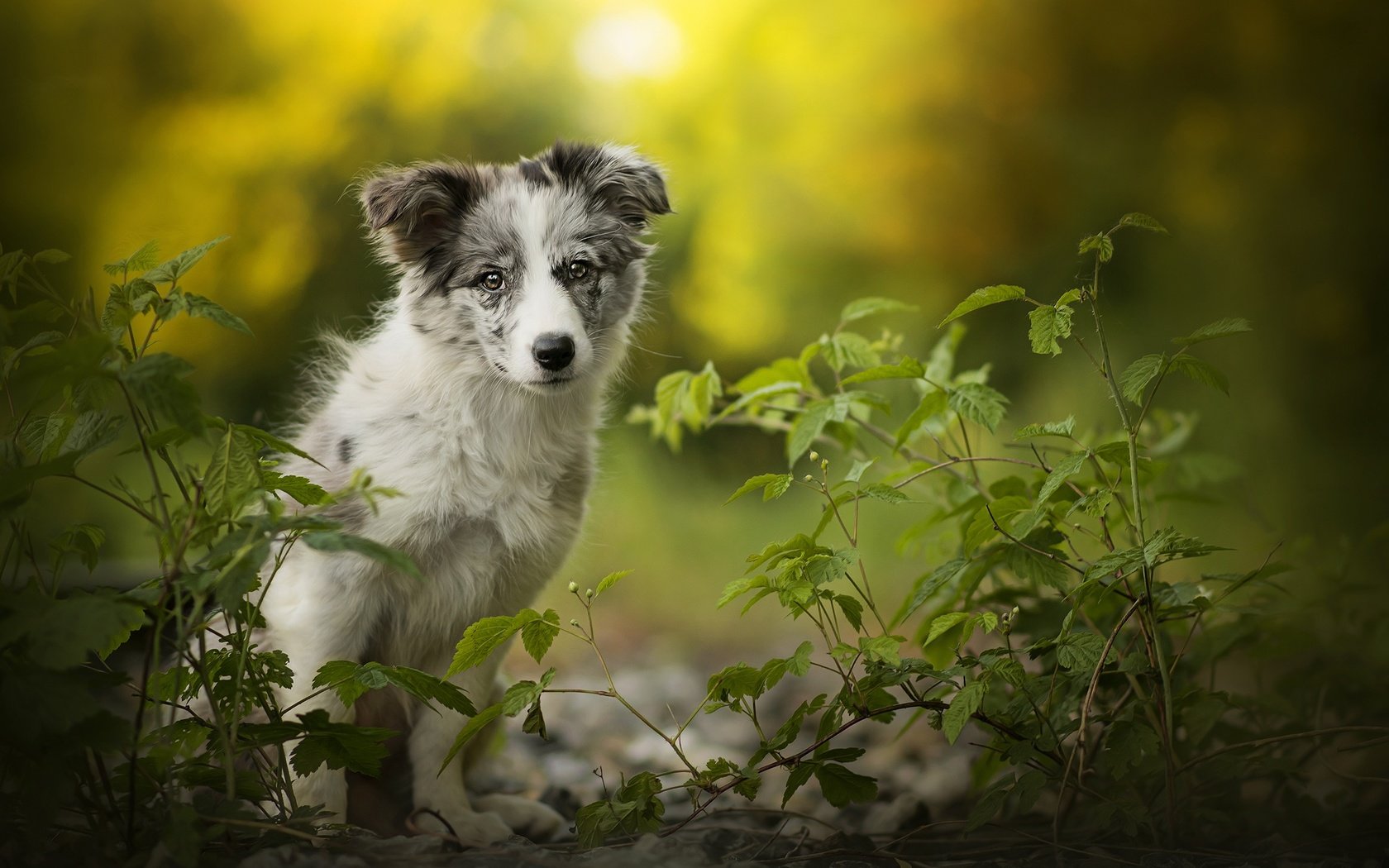 Обои щенок, алиса, собачка, боке, австралийская овчарка, аусси, dackelpuppy, puppy, alice, dog, bokeh, australian shepherd, aussie разрешение 2048x1430 Загрузить