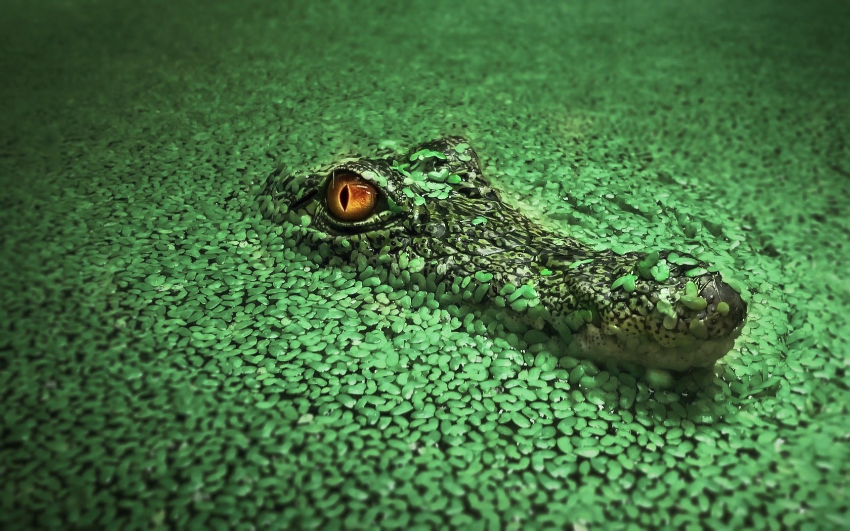 Обои вода, крокодил, водоросли, рептилия, ряска, пресмыкающиеся, water, crocodile, algae, reptile, duckweed, reptiles разрешение 1920x1200 Загрузить