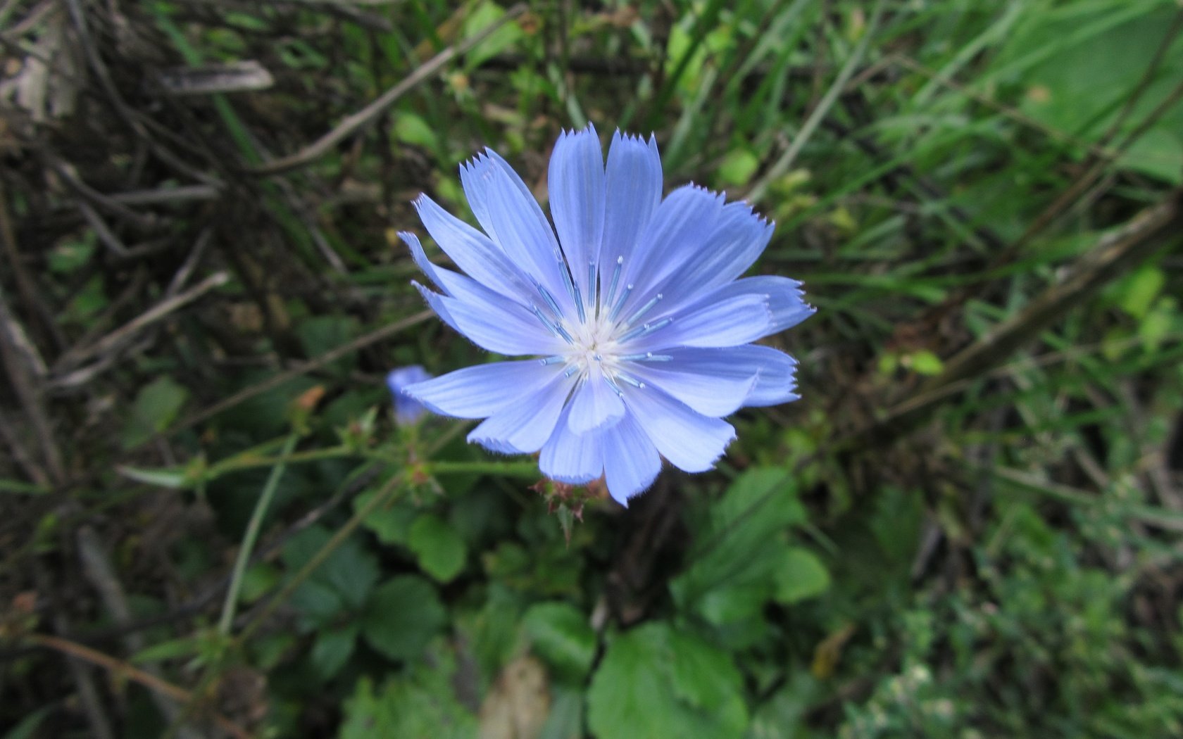 Обои зелень, цветок, лепестки, голубой, тычинки, цикорий, greens, flower, petals, blue, stamens, chicory разрешение 4320x3240 Загрузить