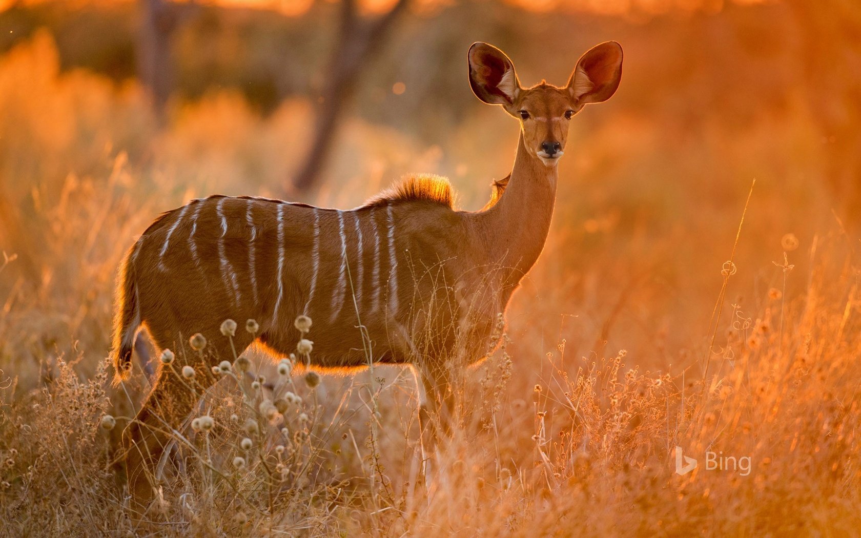 Обои трава, африка, саванна, антилопа, ботсвана, куду, малый куду, grass, africa, savannah, antelope, botswana разрешение 1920x1200 Загрузить