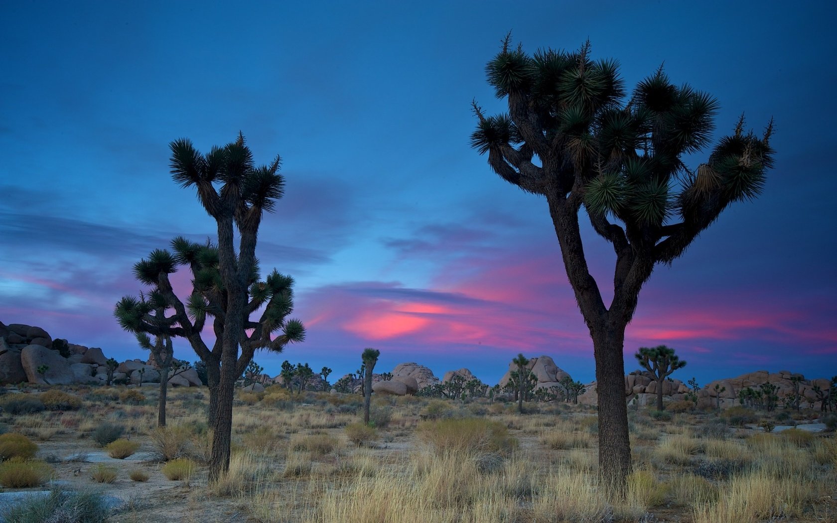 Обои песок, пустыня, сша, кустарник, дюны, joshua tree national park, дерево джошуа, sand, desert, usa, shrub, dunes, joshua tree разрешение 1920x1200 Загрузить